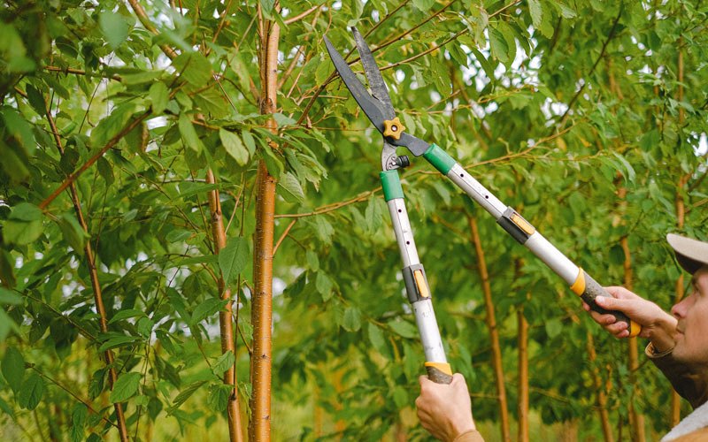 Tree trimming in Waukon, IA